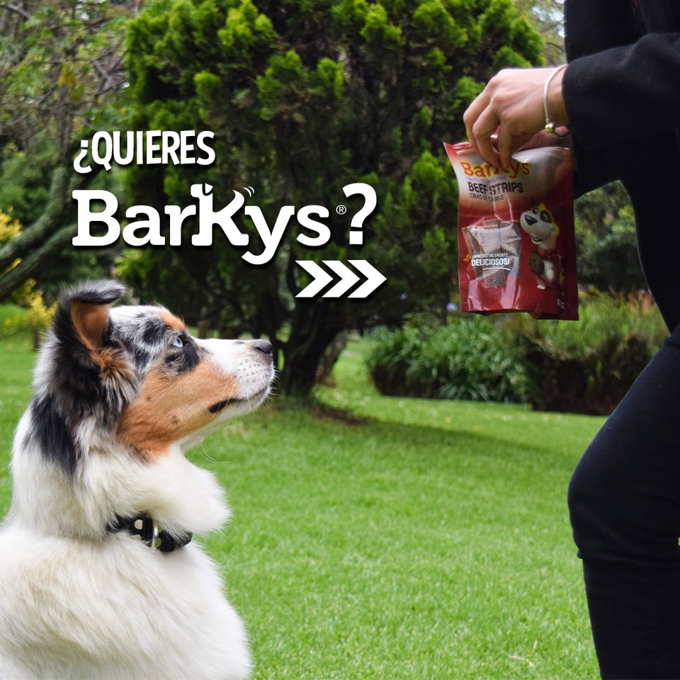 «¿Quieres Barkys?», pieza 1 de 2 · 24 jun 2023